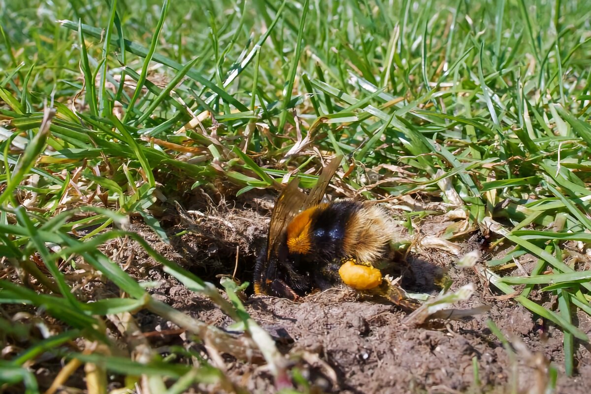 Ещё не зауважали шмелей?