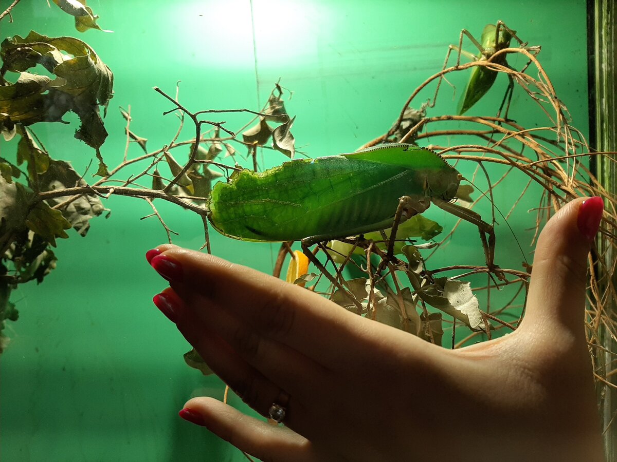 Тоже. Наверное.