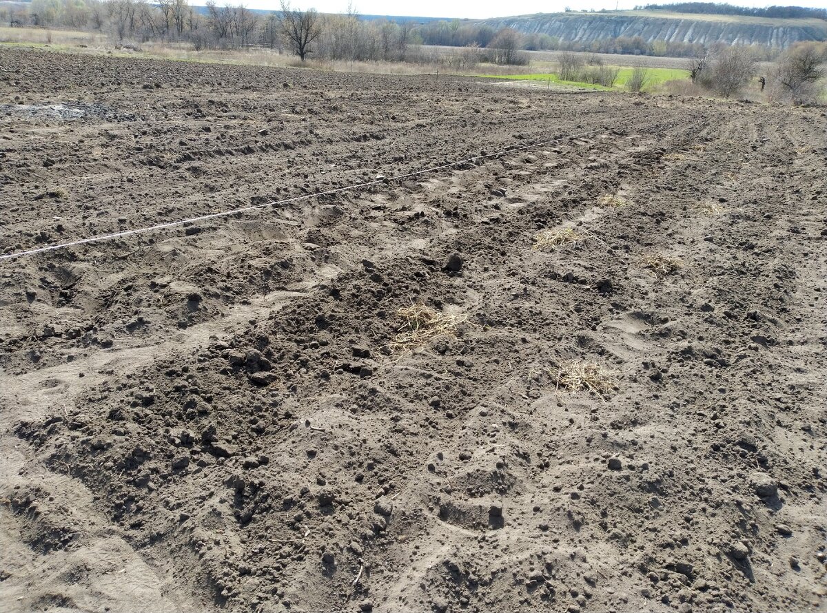 Граница картошки белым шпагатом отмечена