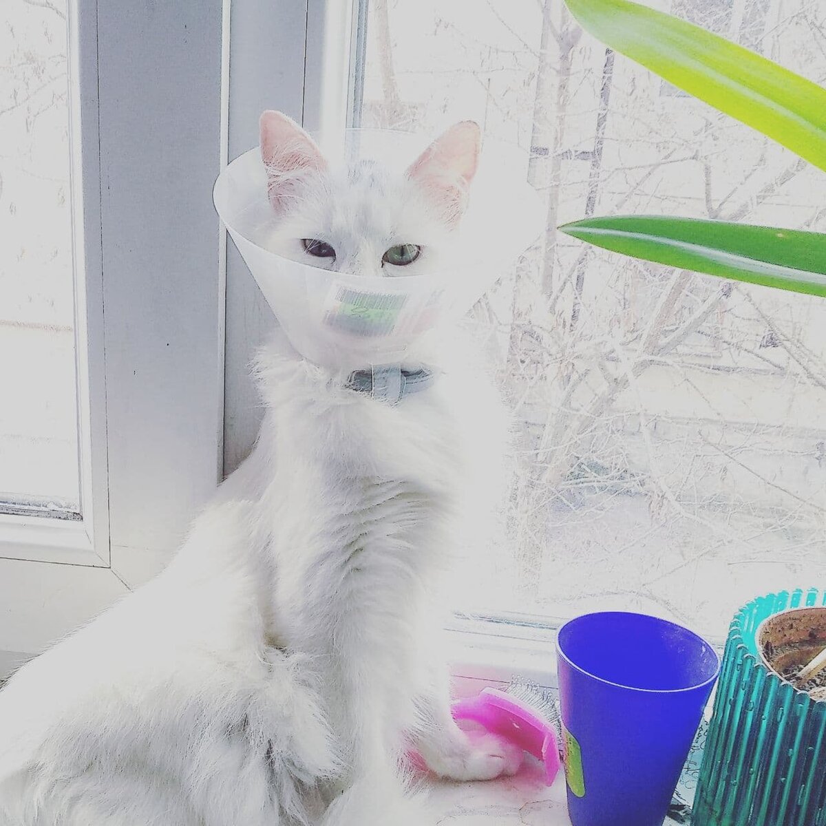 (фото в карусели не для слабонервных)