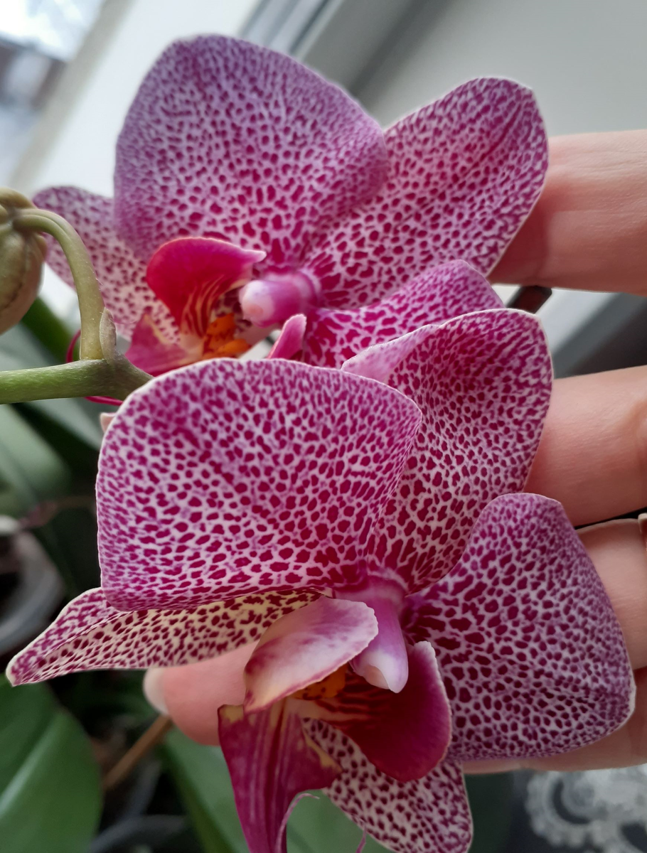 Моя орхидея выращенная из малышки