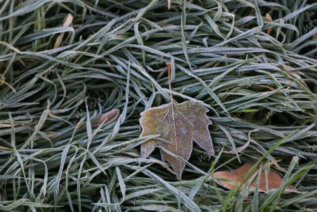 Фото: Наталья Сомова 