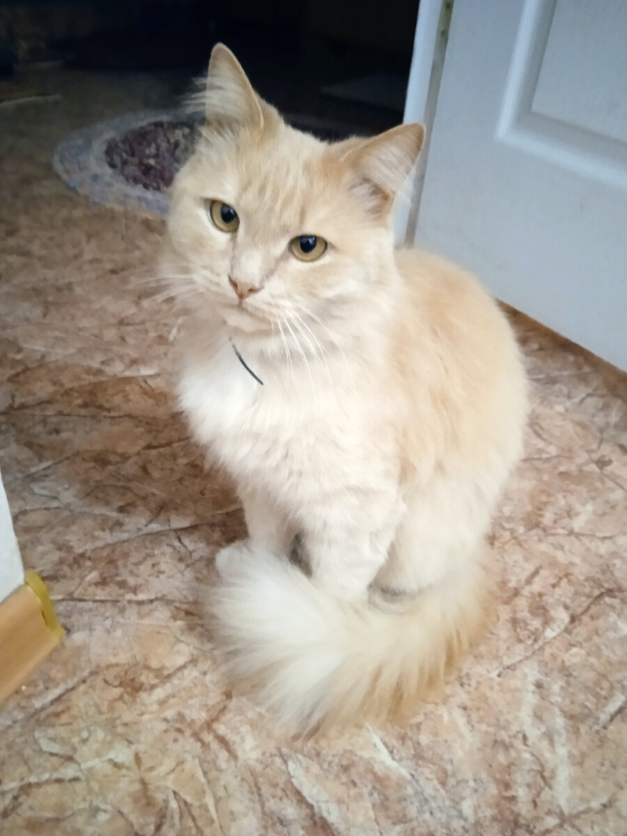 Знакомьтесь, Персик