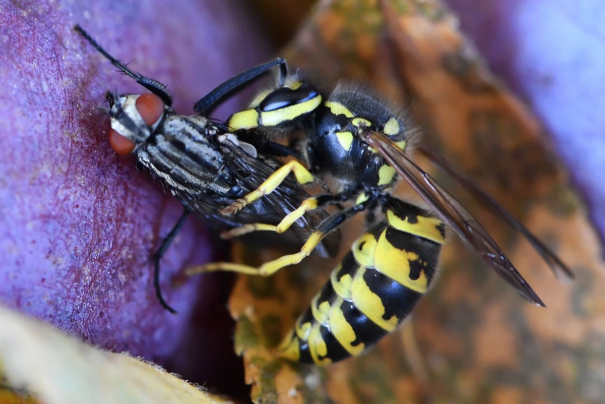Нападение осы. The Wasp. Ensign Wasp насекомое. Посевная Wasp. Wasp meaning.