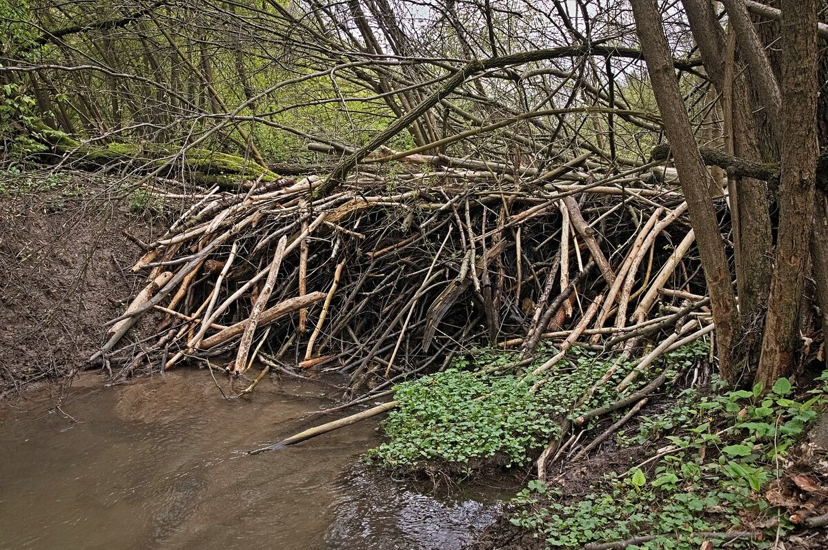 Плотина построенная бобрами на реке.