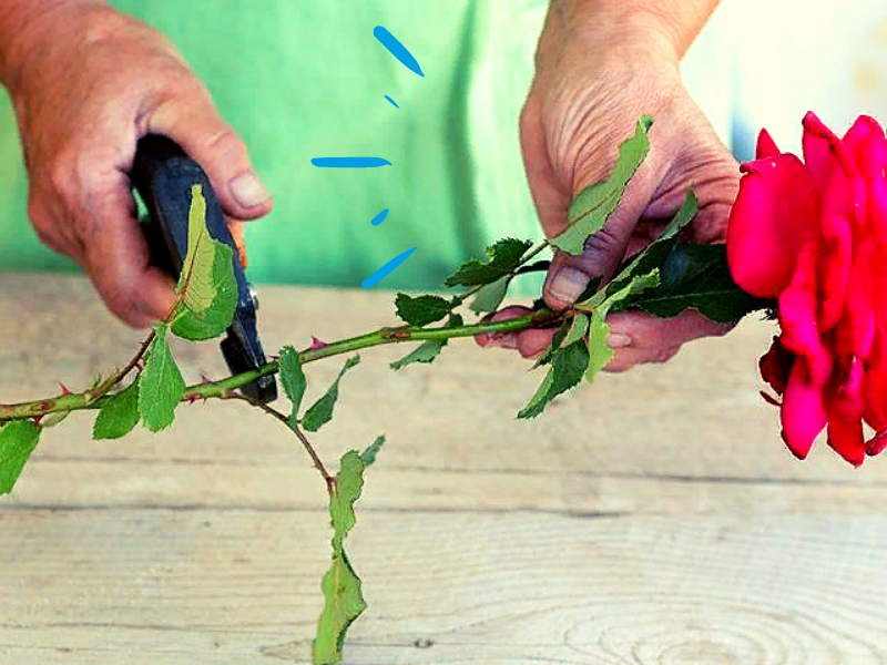 Укоренить розу из букета в домашних условиях