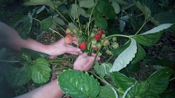 Куст земляники, фото автора, снимали ночью, дня не хватило :)