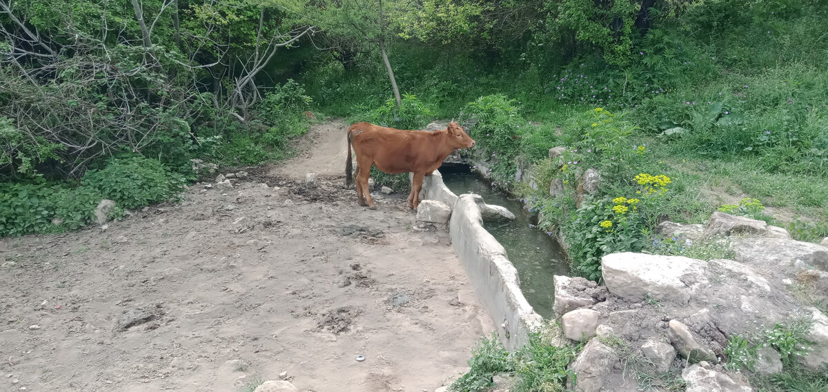 Она не с нами