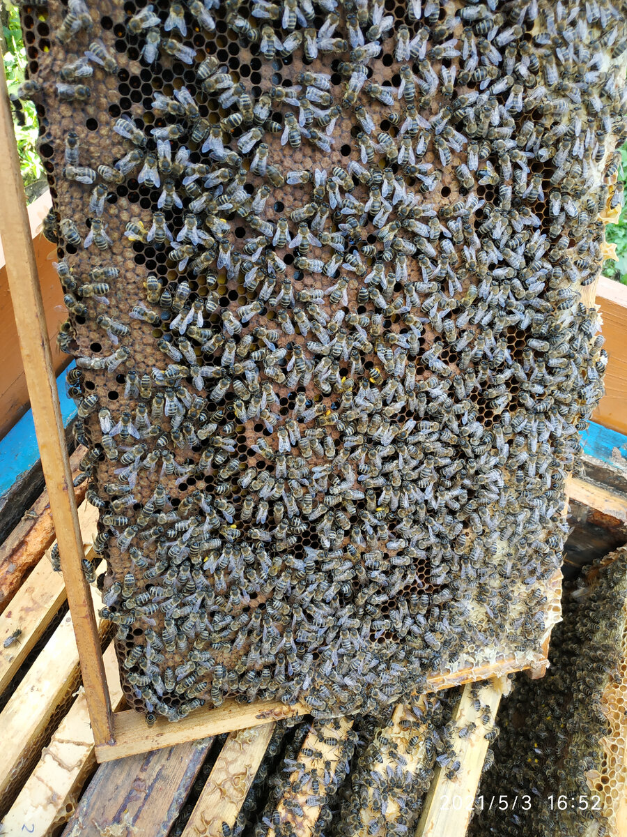 3 мая 2021 года - рамка из семьи чистопородной карники, используемой нами как племенной. Матка перезимовала у нас третью зиму. Обратите внимание на печатный расплод практически по всему низу рамки!