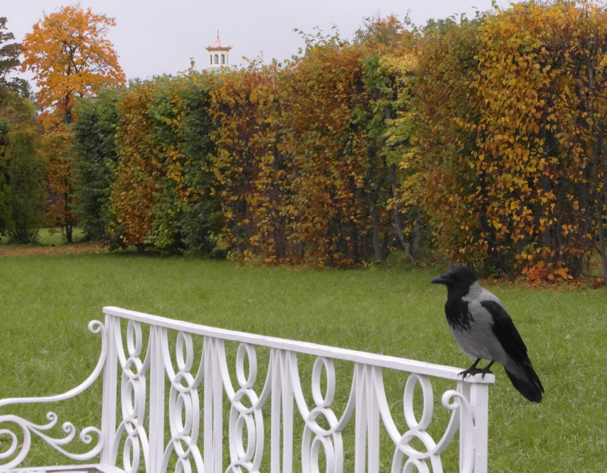 "Ворон к ворону летит, Ворон ворону кричит:
Ворон! где б нам отобедать?
Как бы нам о том проведать?.."   А.С.Пушкин 