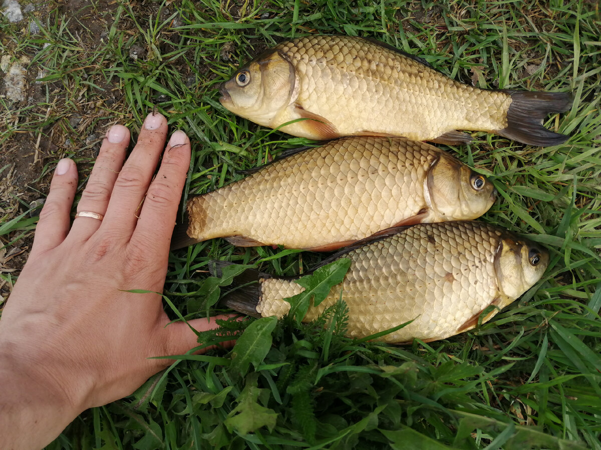 Вот трое карасёвых богатырей! Алёша, Илья и Никита)) 