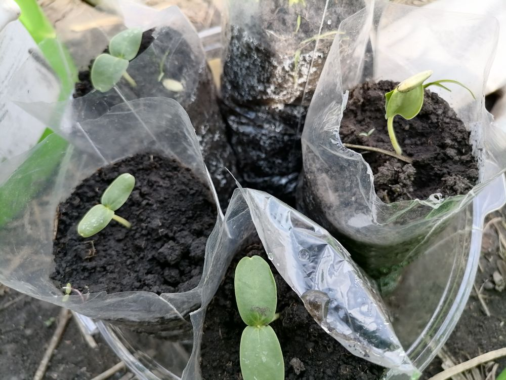 Всходы дыни, фото автора