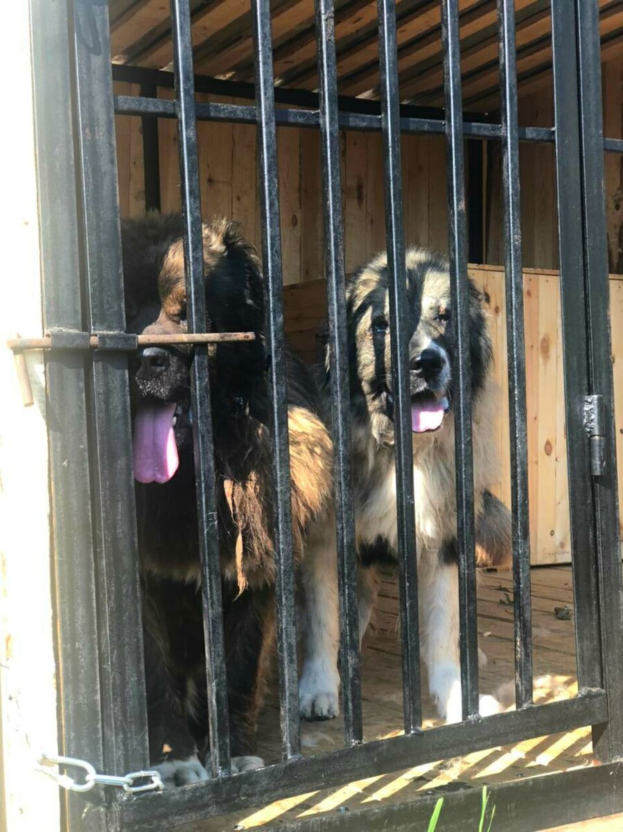 Даша и Стёпа