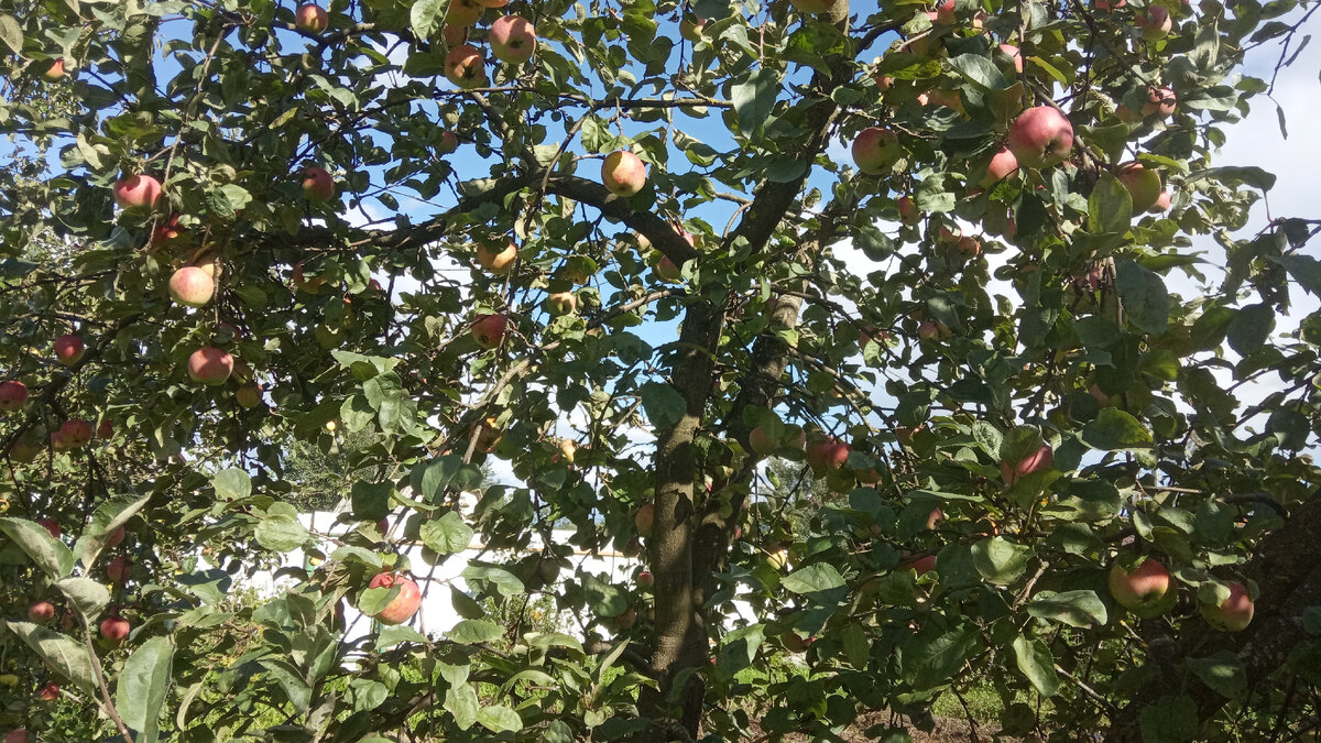 Яблок много и собирать их проблематично. Листайте галерею