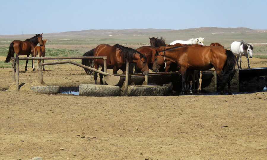 Адай-ата. Откуда пришло самое непокорное племя казахов? | Субъективный ...