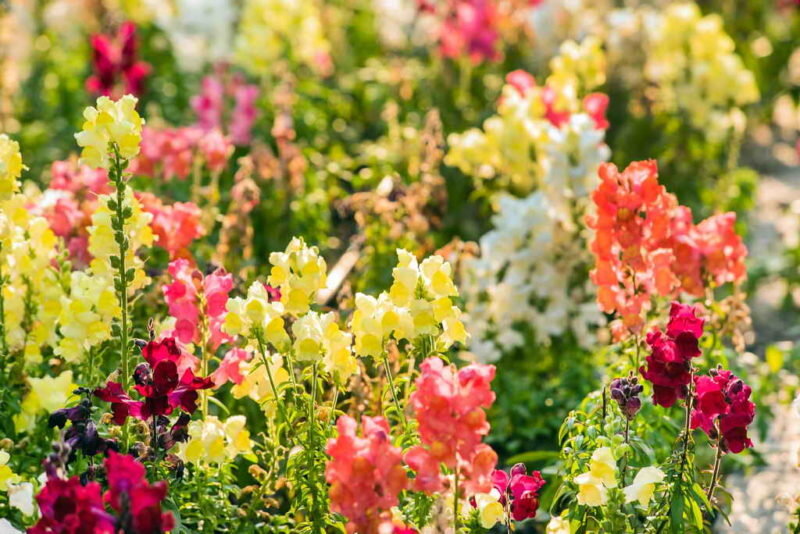 Львиный зев. Иллюстрация для статьи используется по стандартной лицензии ©ofazende.com