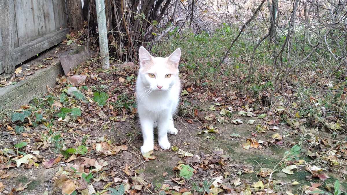 Котик Кунжут. 