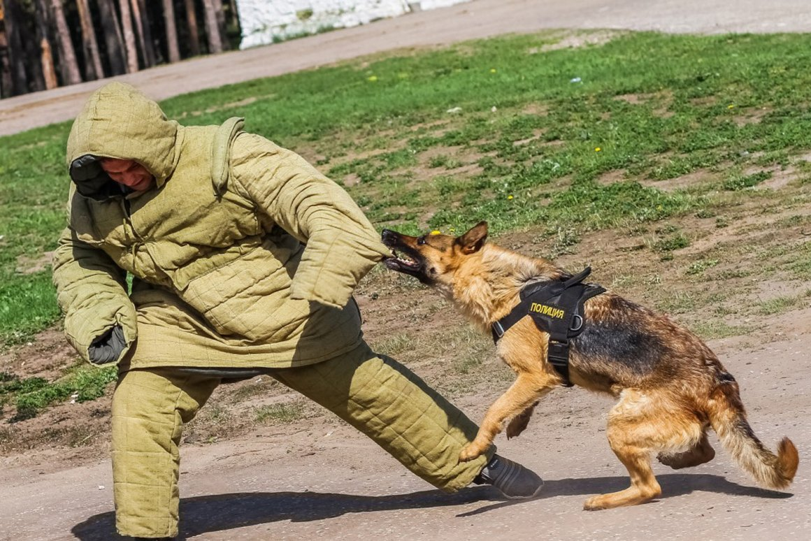 Служебные собаки кинологов. Профессия кинолог. Служебные собаки. Тренировка служебных собак. Кинолог с собакой.