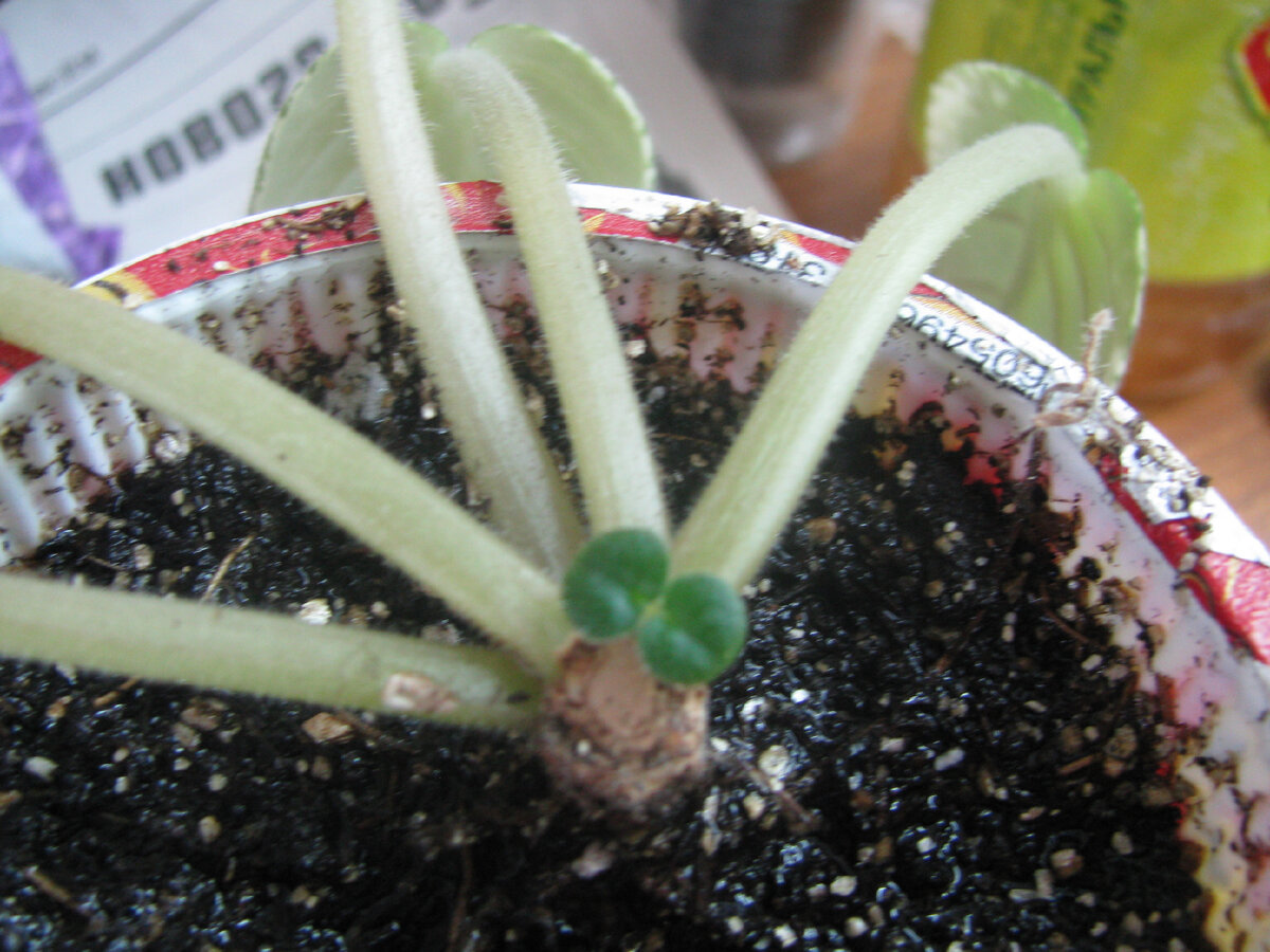 На обрезанном стволике из спящей почки пошёл в рост пасынок. Фото из архива автора