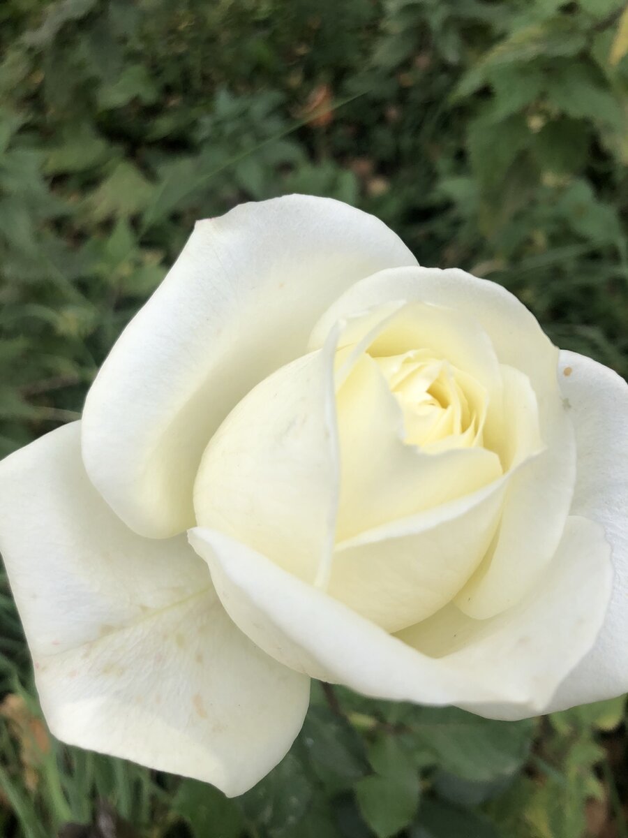 Одинокая роза, (сорт "невеста") в моем саду, фото из собственного архива.