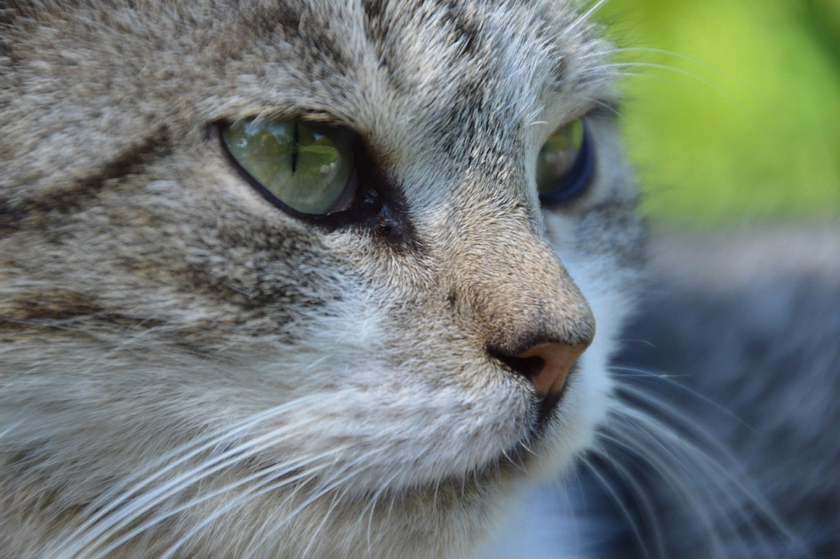 😿Что делать, если у котика воспалились глазки | Нос, хвост, лапы | Дзен