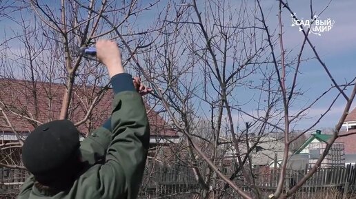 Обрезка яблони возраста 10 лет. Рассказывает агроном Евгений Алексеевич ...