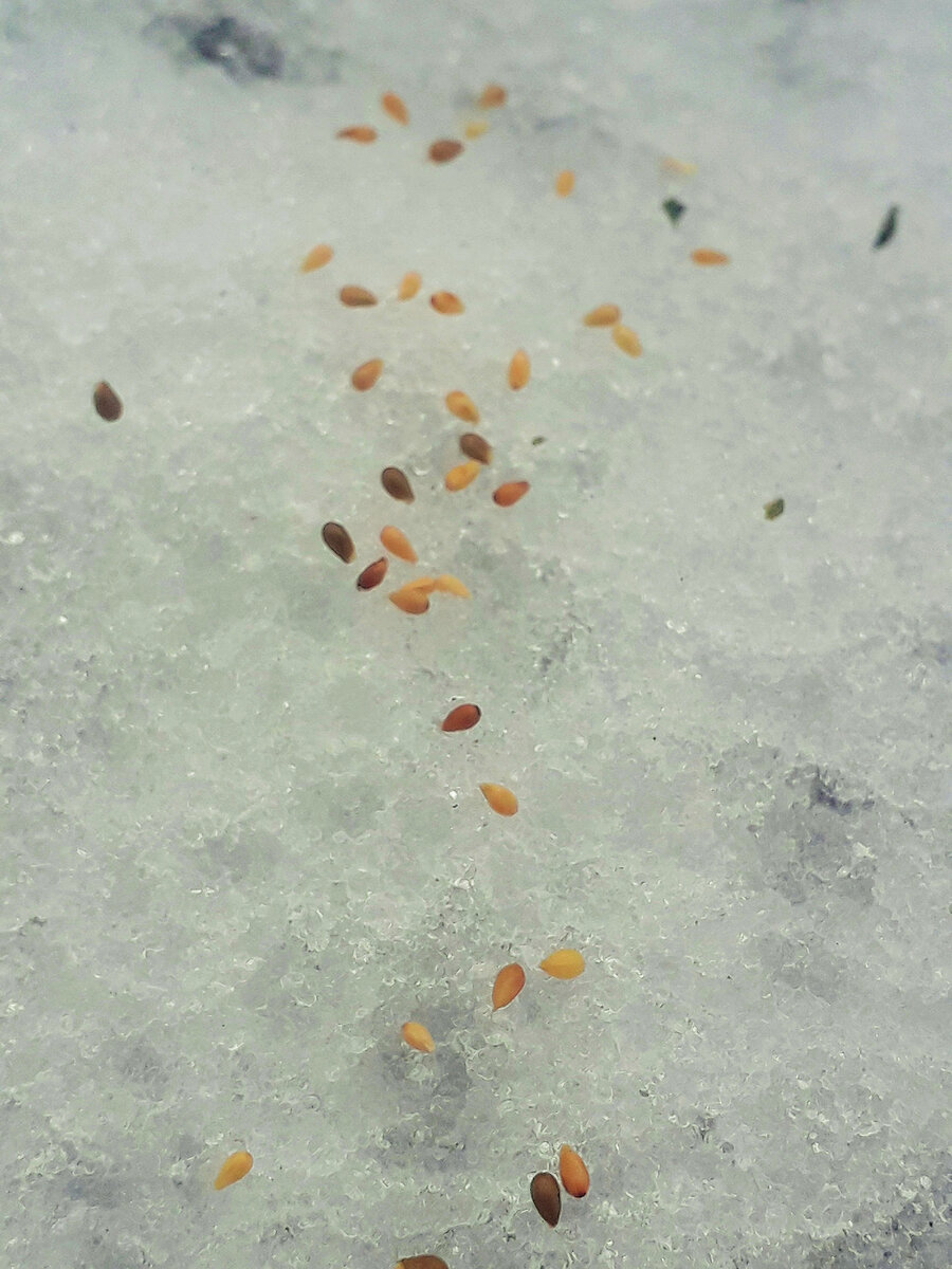 Подзимний посев имеет обоснованные плюсы....