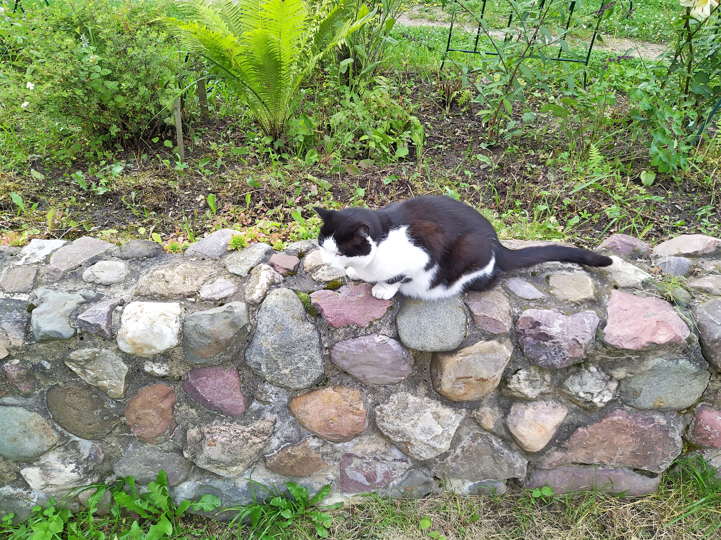 Котики России.))6