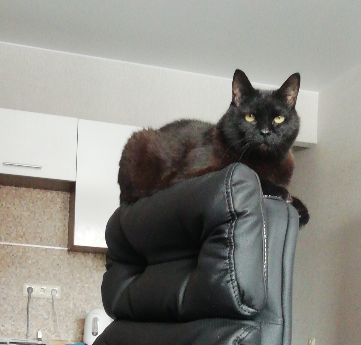 Пуся. Тут он какой-то коричневый, но нет, он чисто чёрный:))) Фото 2020 года