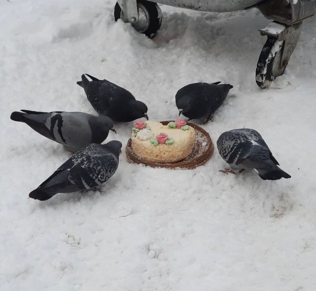 Голуби отмечают День Рождения, личное фото