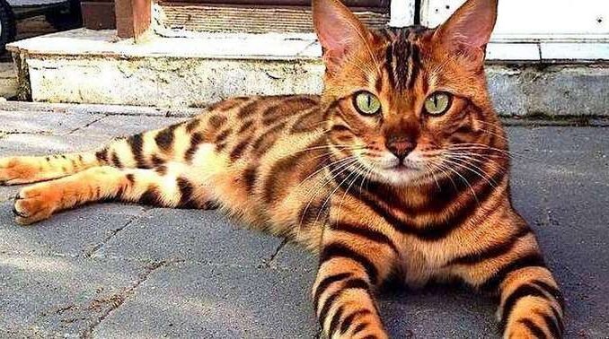 Бенгальская кошка — крупная кошка с блестящей шерстью, очень развитой мускулатурой и толстым хвостом, который часто свисает до земли. Бенгальская кошка внешне напоминает дикую кошку: характерная густая роскошная шерсть имеет пятнистый окрас и мраморные разводы. На широкой голове располагаются небольшие уши и бакенбарды, глаза имеют миндалевидную форму и чёрную окантовку. Хвост толстый, сужается к чёрному кончику. Ни одна другая порода кошек не имеет такого эффекта золотистого или жемчужного мерцания шерсти, который можно обнаружить у бенгальских кошек.