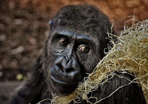 Источник фото: pixabay.com 