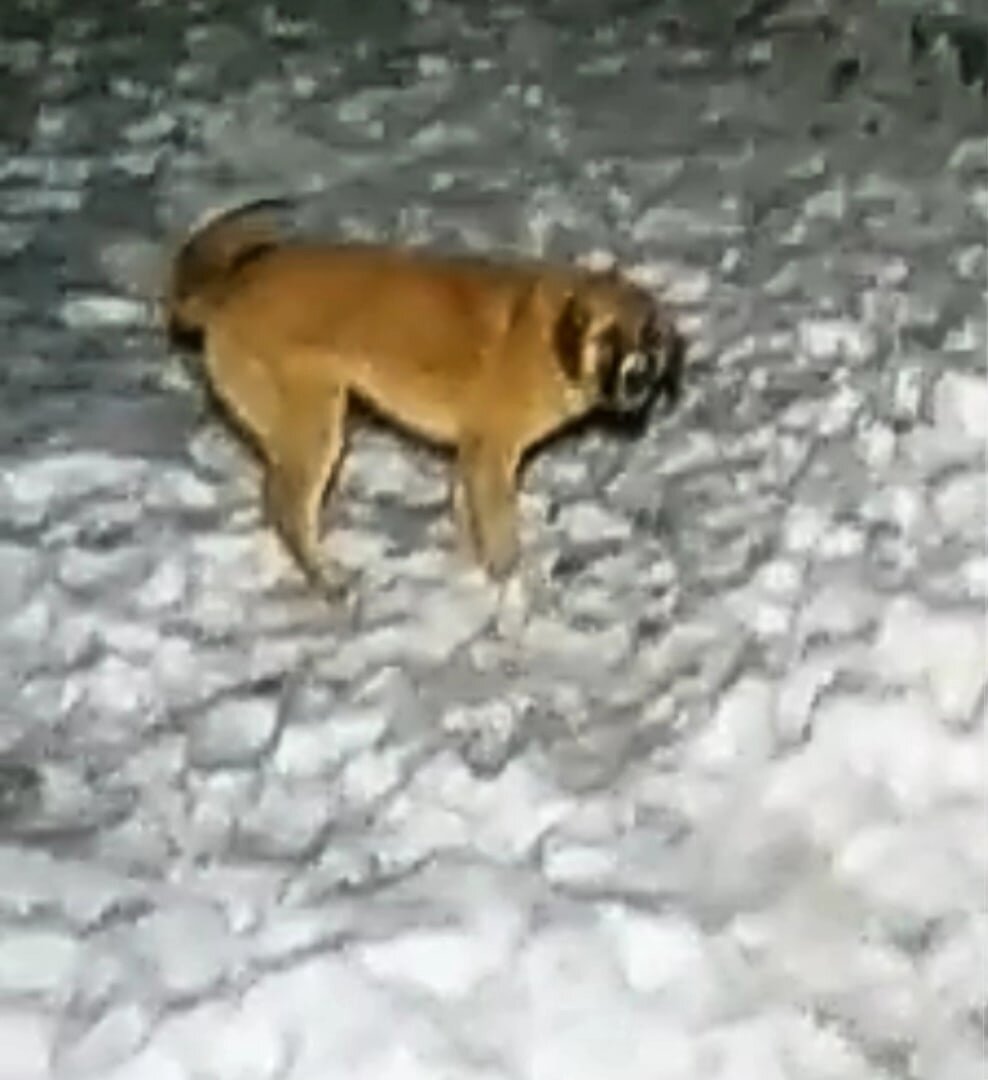 Хозяйский кобелек Джек