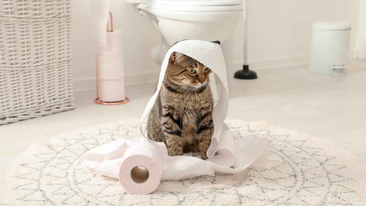 Чтобы питомец чувствовал себя  комфортно, нужно тщательно выбрать наполнитель для кошачьего туалета.  Самым важным критерием является безопасный состав для питомца и  домочадцев.