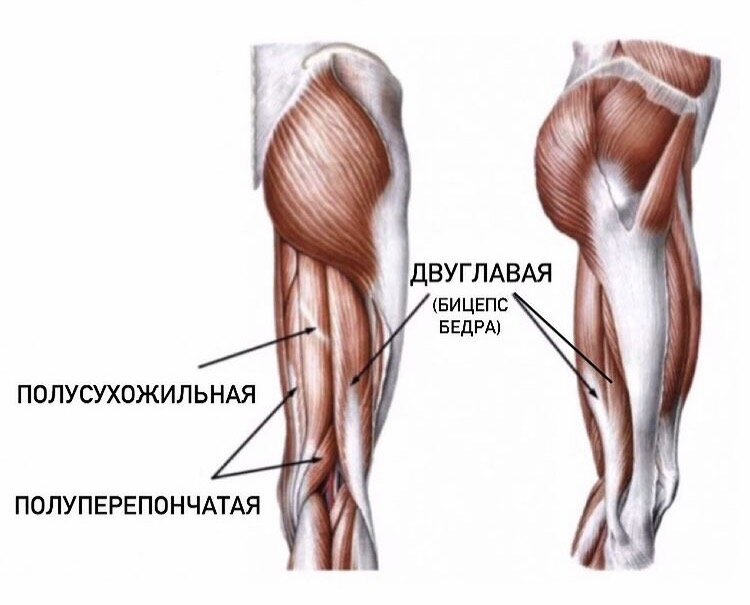 Ноги задняя поверхность бедра