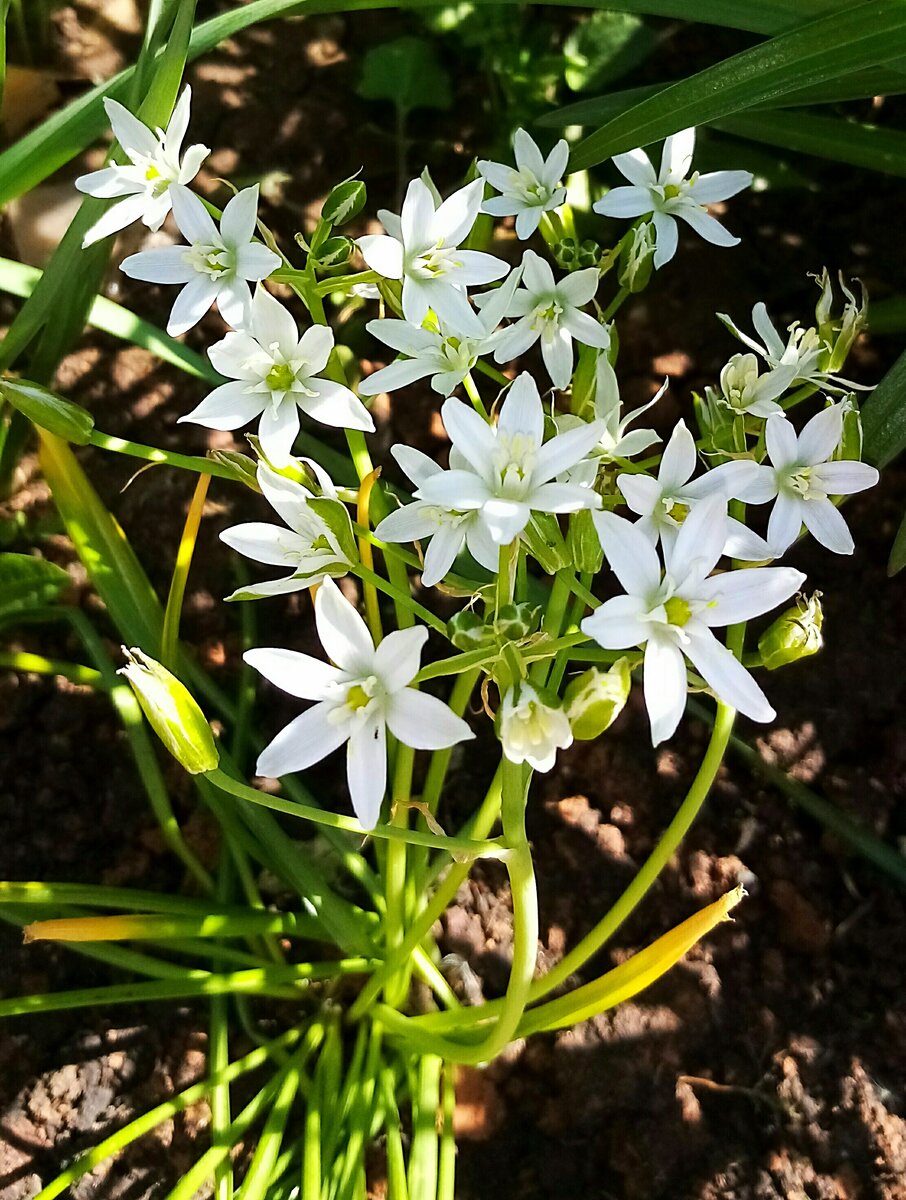 Птицемлечник в ландшафтном дизайне