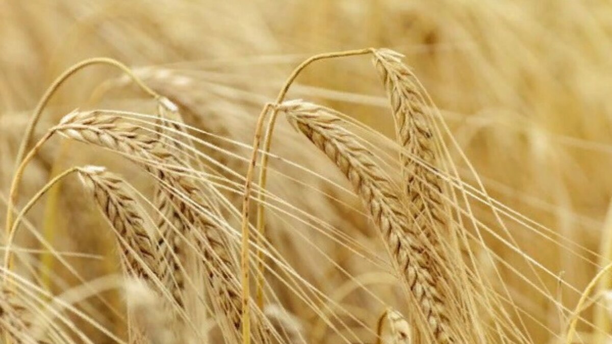 Например, наши СМИ продолжают трубить, что современная Россия превратилась в крупного экспортёра зерна благодаря политике импортозамещения. 