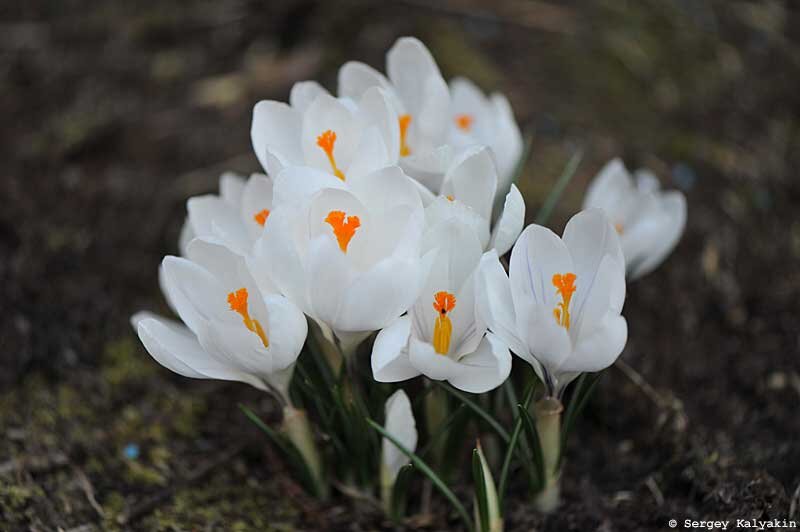 Крокус Jeanne d'Arc. 6 фото, листайте