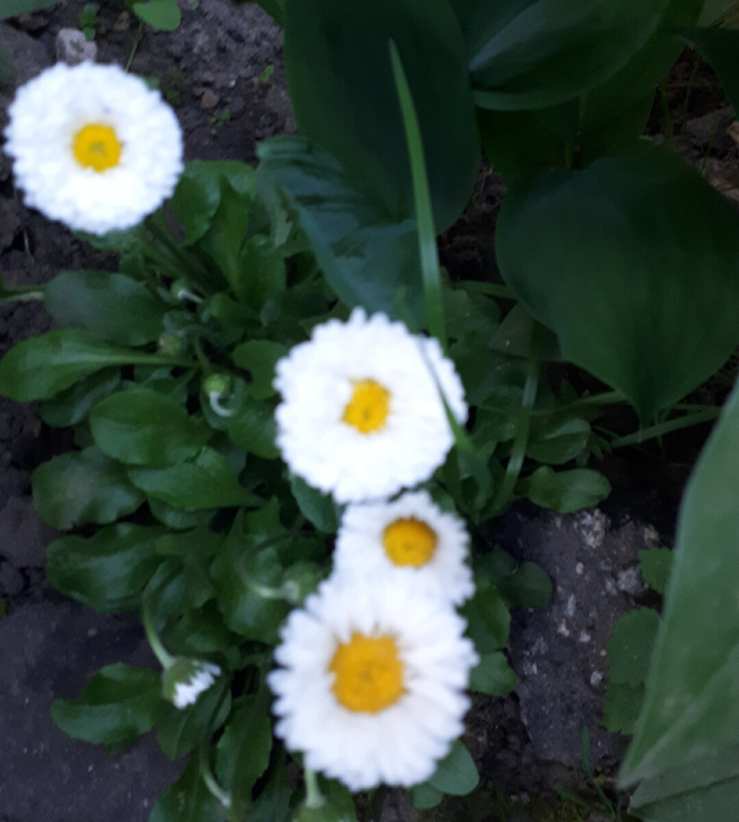 любовь не только цветочки, но и ягодки