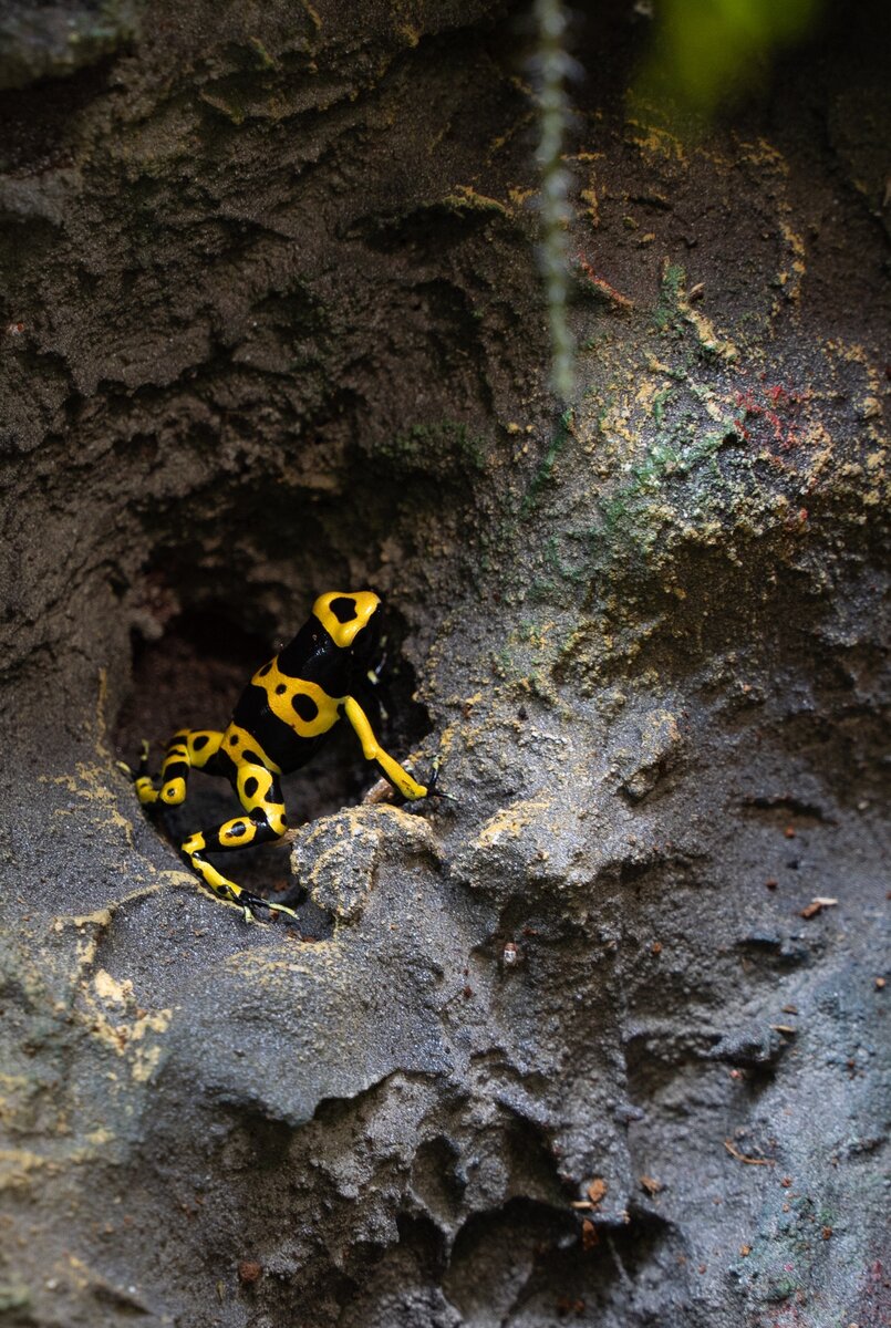 Лягушки-древолазы в природе обитают во влажных тропических лесах Южной Америки и очень ядовиты. Местные индейцы используют их для получения яда, которым смазывают наконечники стрел и дротиков. Однако при выращивании в неволе лягушки теряют свои ядовитые свойства, их можно не бояться.