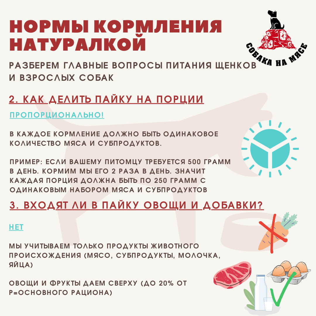 Как правильно кормить щенка 3 месяца