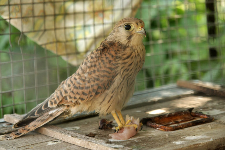 Пустельга обыкновенная (Falco tinnunculus)