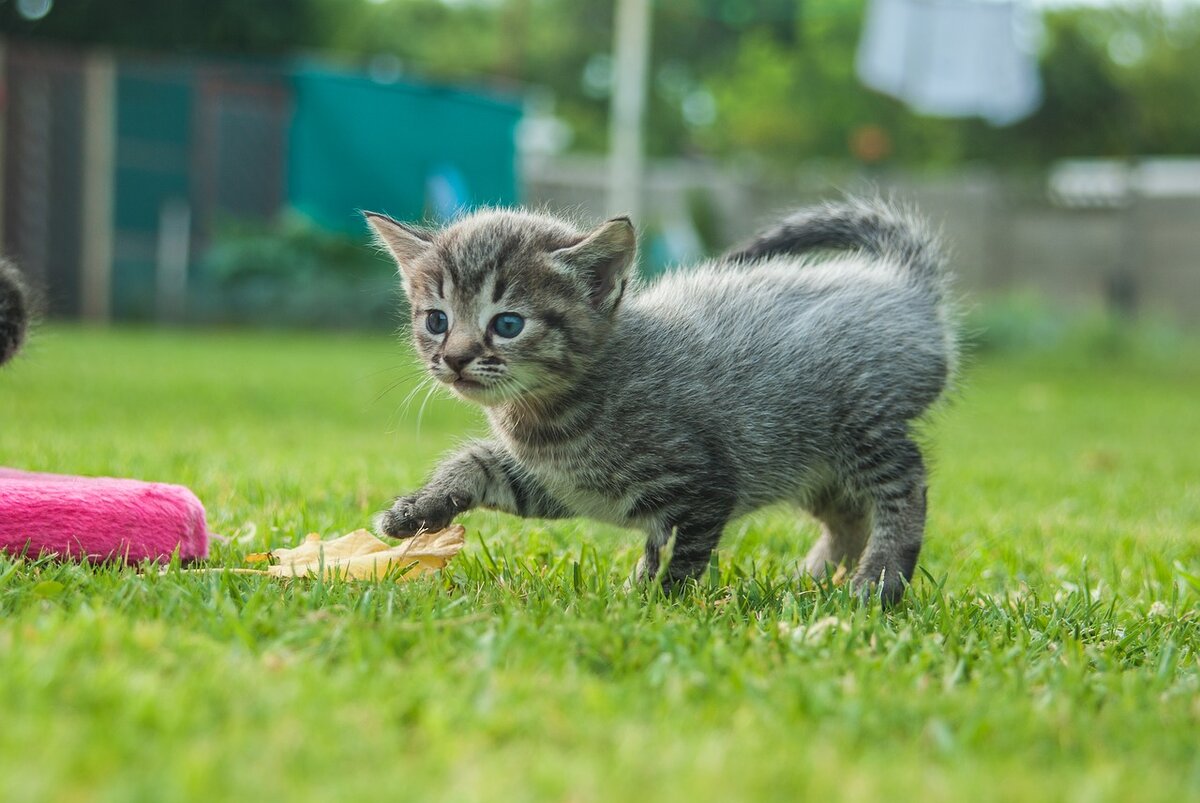 Котики играются фото