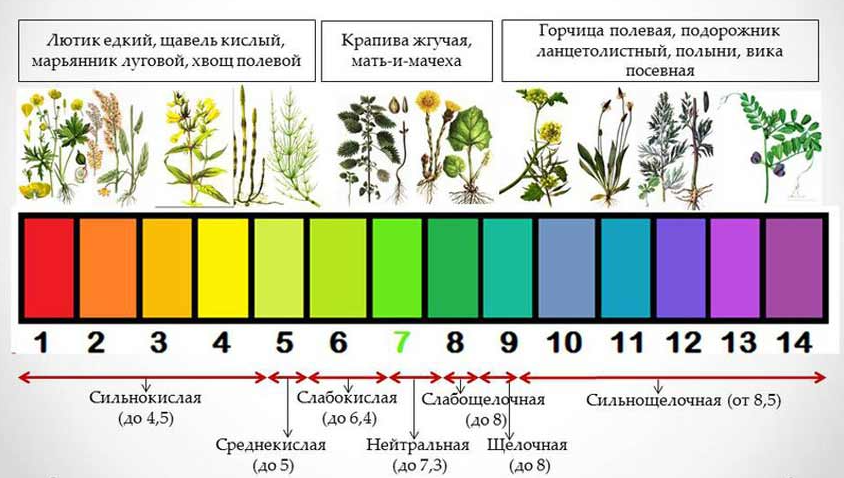 Степень кислотности. Растения индикаторы кислотности почвы. Растения индикаторы кислых почв. Нейтральная кислотность почвы. Кислотность почвы показатели PH.