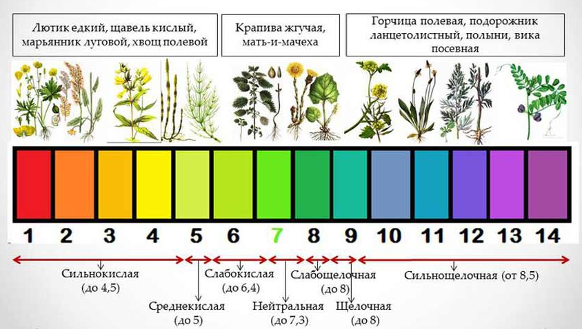 Влажностью кислотностью и. Растения индикаторы кислотности почвы. Растения индикаторы кислых почв. Нейтральная кислотность почвы. Кислотность почвы показатели PH.