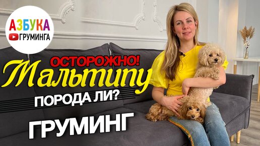 Порода МАЛЬТИПУ?! - груминг ,выбор, дань моде