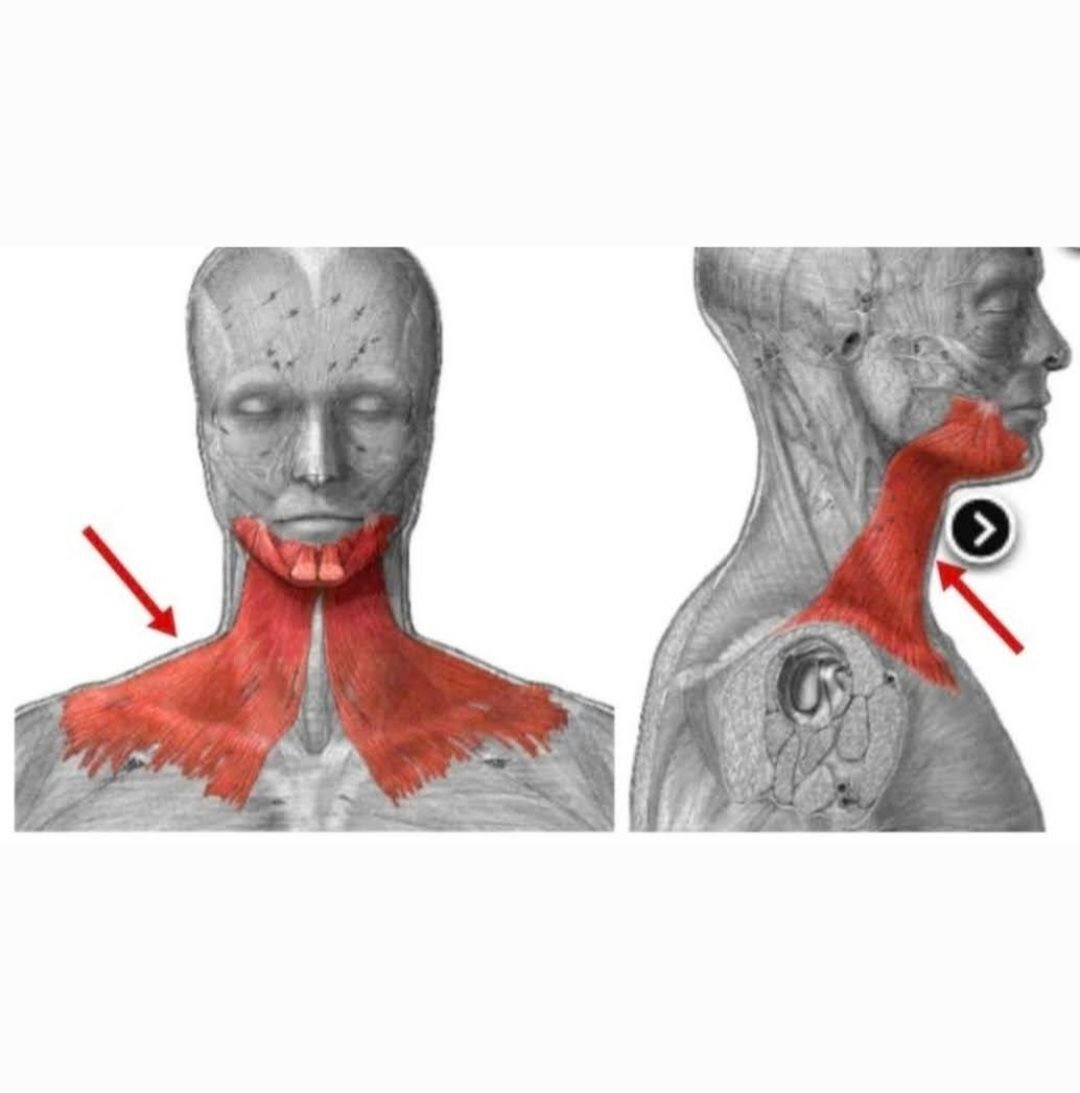 Musculus platysma