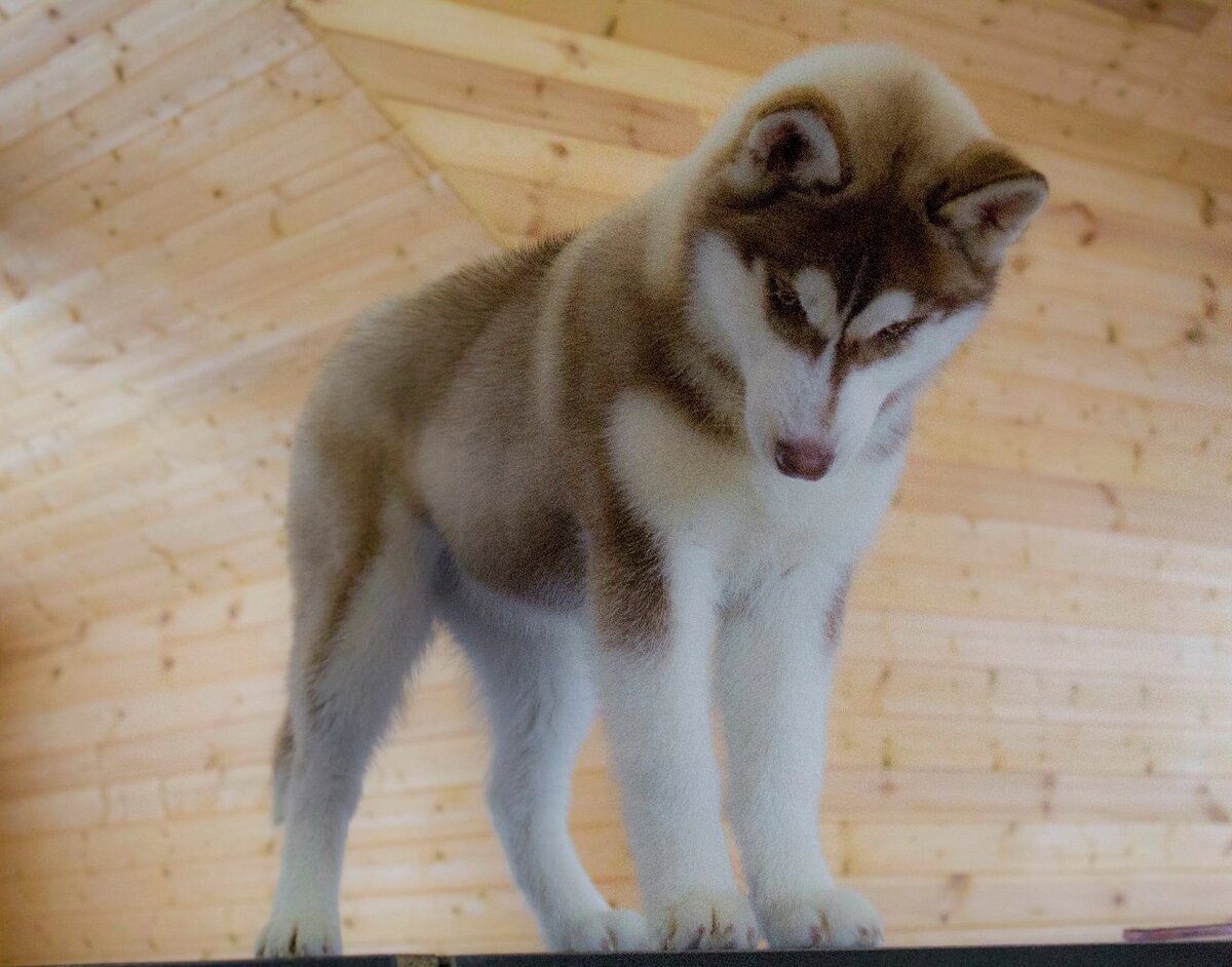 Дэя была вот таким милейшим щенком