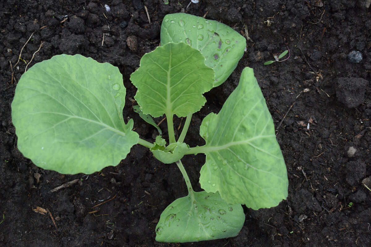 высаживаю рассаду капусты в открытый грунт(фото автора)