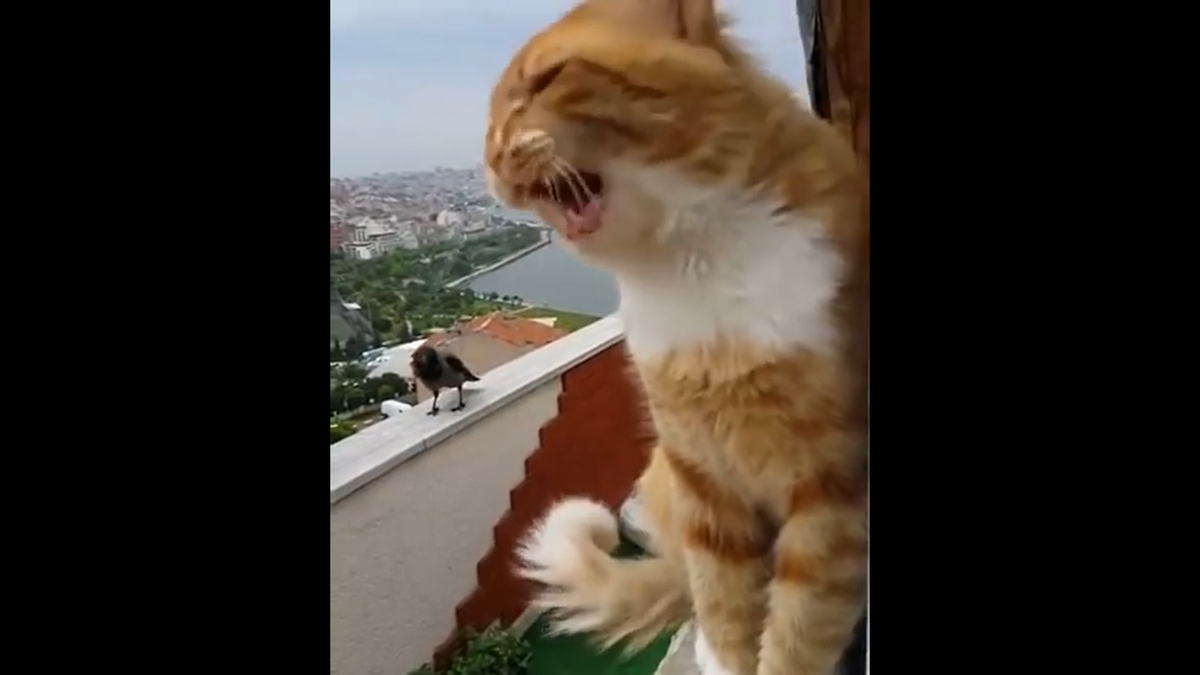 Скрин видео